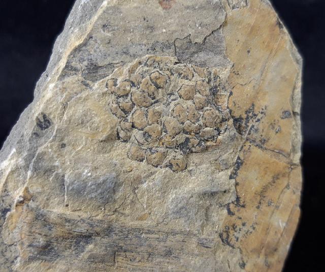 Equisetites arenaceus (JGER 1827) - Bild © FossNet FossilienStore